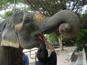 亚洲大象香蕉精品网