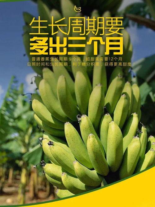 国久久香蕉99精品,探寻极致口感与品质的香蕉传奇