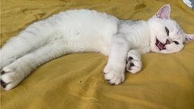 香蕉猫的真实视频,萌态可掬，揭秘可爱小猫的日常