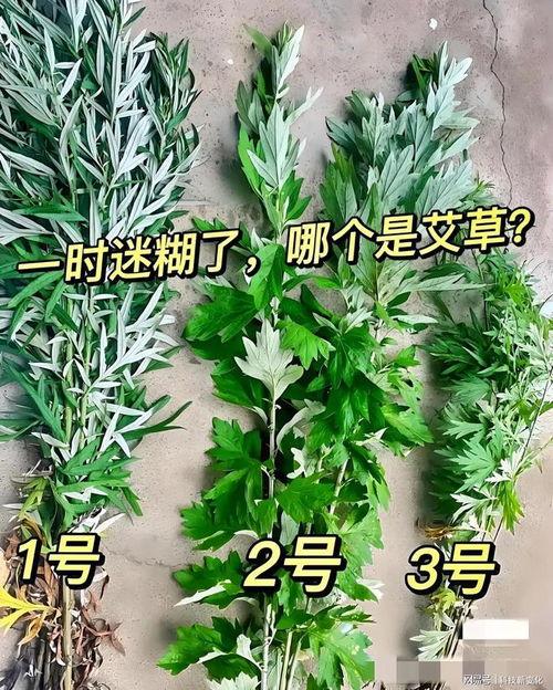 香蕉艾草视频,传统美食与现代生活的完美融合